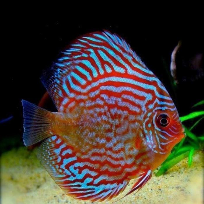 RED TORQUISE Discus
